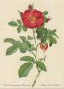 Rosa Damascena Coccinea blühend