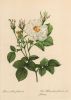 Rosa alba foliacea blühend