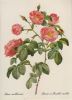 Rosa mollissima blühend