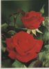 Ingrid Bergman Rose