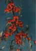 Sanddorn Beeren