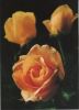 Rosen gelb