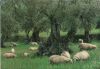 Mallorca - Spanien - Cerdana