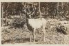 Kanada - Kanada - Deer in Velvet PP National Park