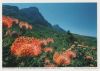 Westkap - Südafrika - Kirstenbosch National Botanical Gardens