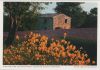 Alpes-de-Haute-Provence - Frankreich - Ginster und Lavendel