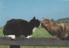 Schmusende Hauskatzen - 2004