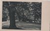 Alter Baum im Park - ca. 1955