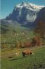 Grindelwald - Schweiz - Wetterhorn