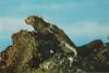 Galapagosinseln - Ecuador - Iguana