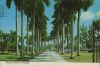 USA - Florida - Royal Palms - 1981